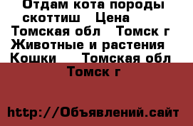 Отдам кота породы скоттиш › Цена ­ 10 - Томская обл., Томск г. Животные и растения » Кошки   . Томская обл.,Томск г.